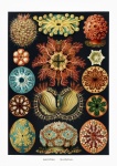 Rozgwiazda jeżowca coral vintage
