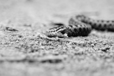 Kígyó mászik a földön
