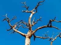 Retrato de silueta de árbol muerto