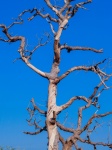 Retrato de silhueta da árvore morta