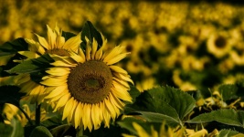 Floarea soarelui I
