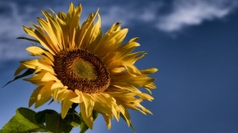 Floarea soarelui VIII.