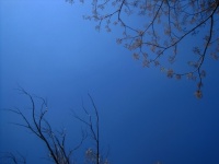 Toppen van boomtoppen tegen blauwe hemel
