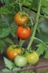 Tomates amadurecendo na videira
