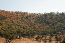 Trees and vegetation in colour