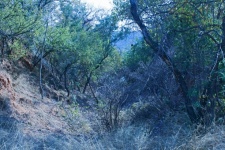 Trees and vegetation on hillside