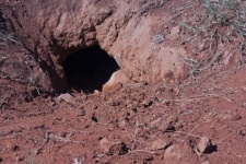 Tunnel Opening Dug By Wild Animal