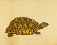 Turtle Painting Antique Paper