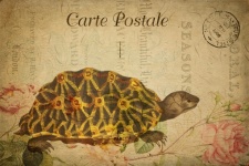 Turtle Vintage Floral Postcard