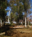 View of eucalyptus trees