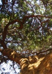 View upward into paperbark tree