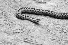 毒蛇が砂の上を這う