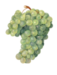 Vinrankor för frukt för druvor