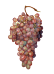 Raisins fruits fruits vintage