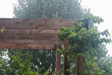 Wooden structure with vegetation