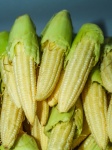 Young small corn closeup