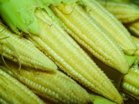 Young small corn closeup