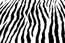 Zebra strepen achtergrond Wallpaper