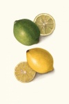 Lemon Lime Citrus Vintage