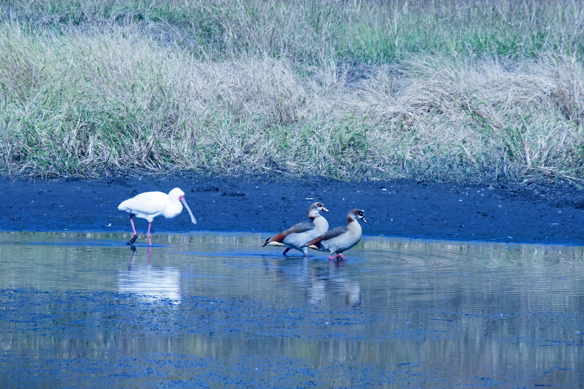African Spoonbill Wading In Dam