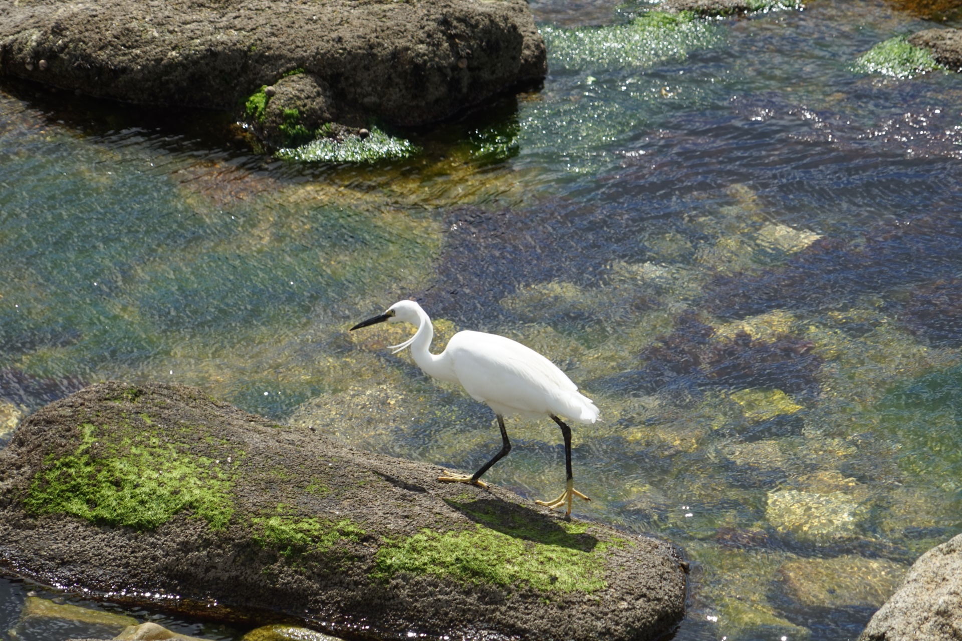 Egret At The Water's Edge
