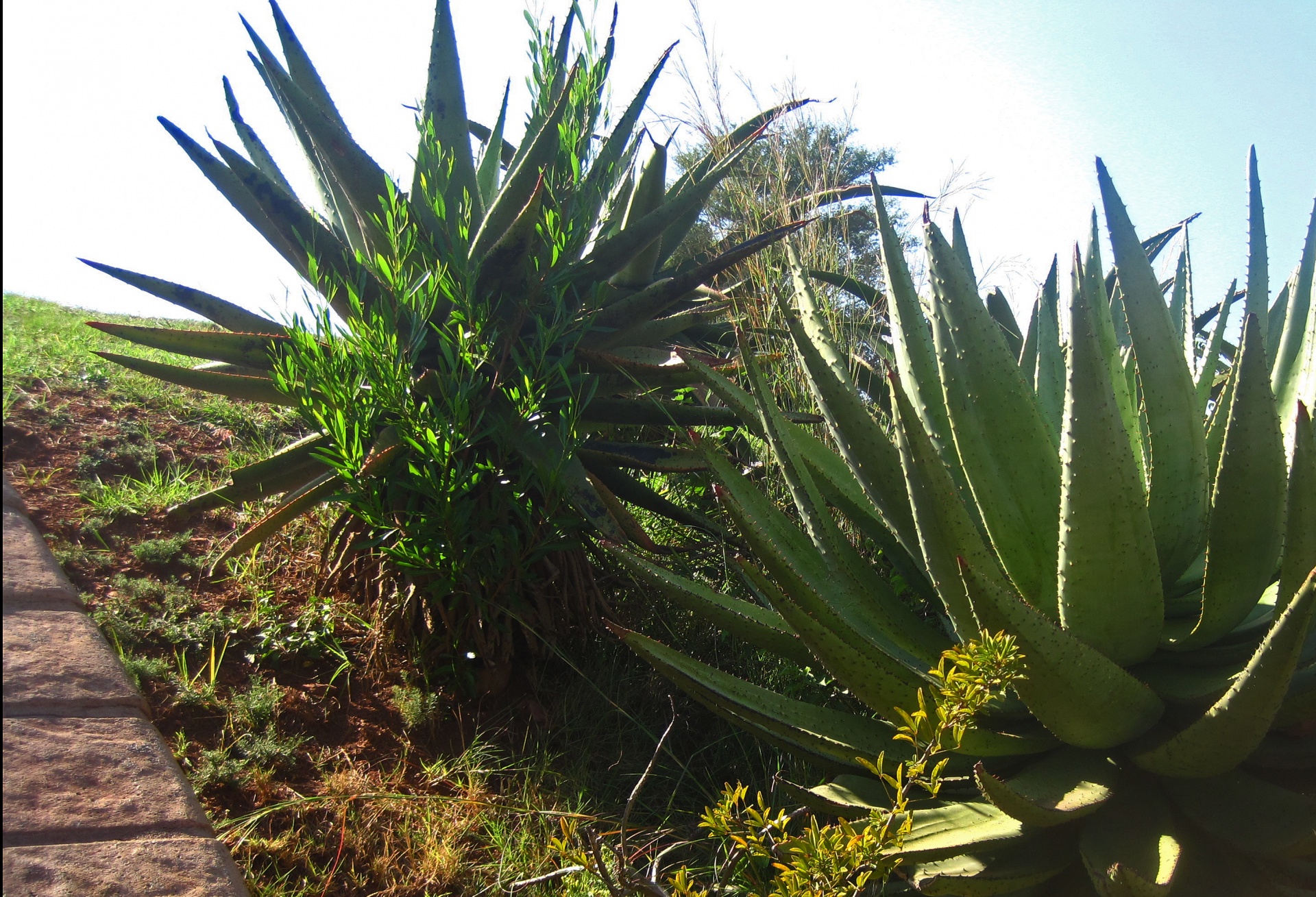 Aloes Growing Against Bright Sky