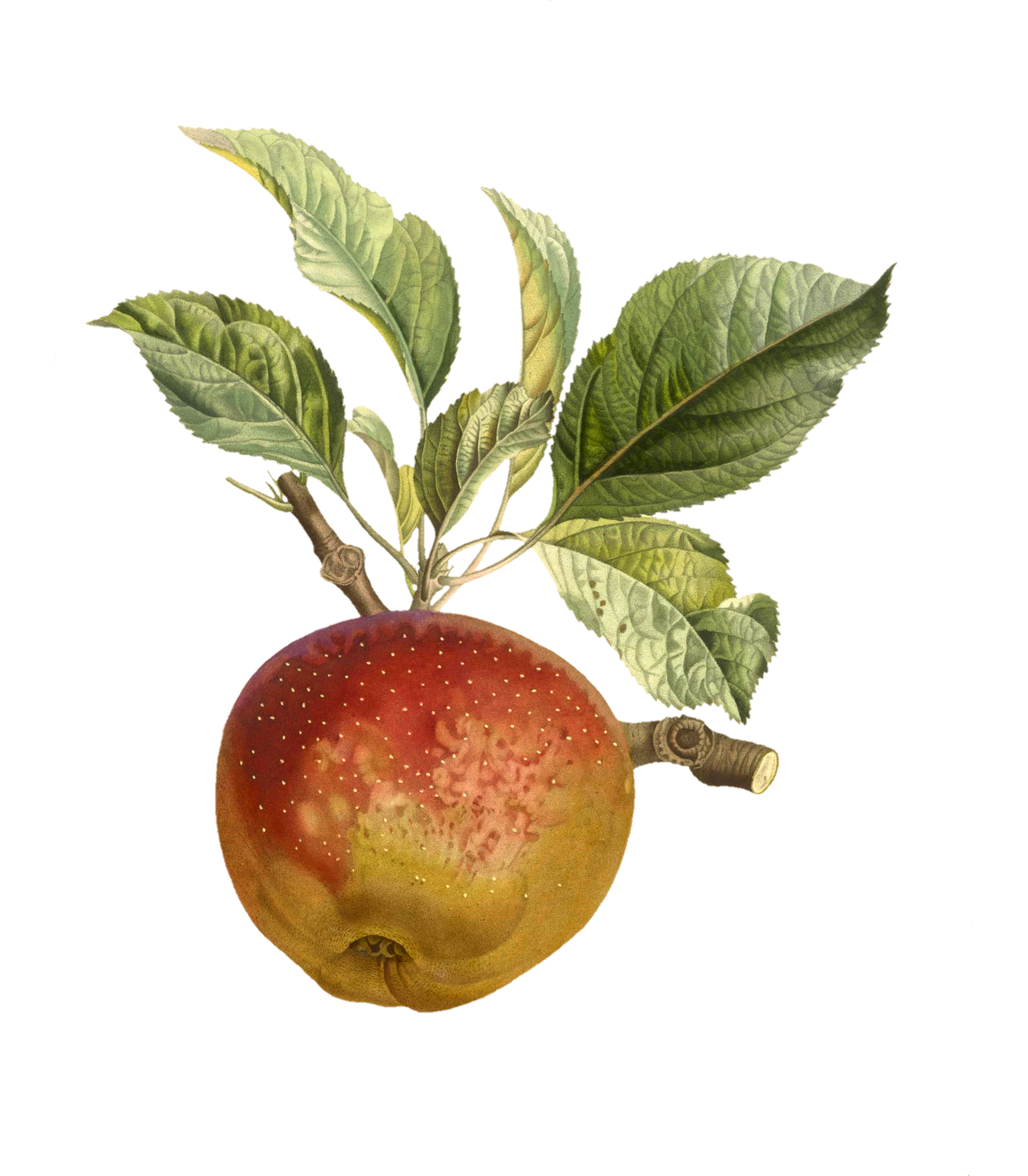 Яблоко фруктовое марочное