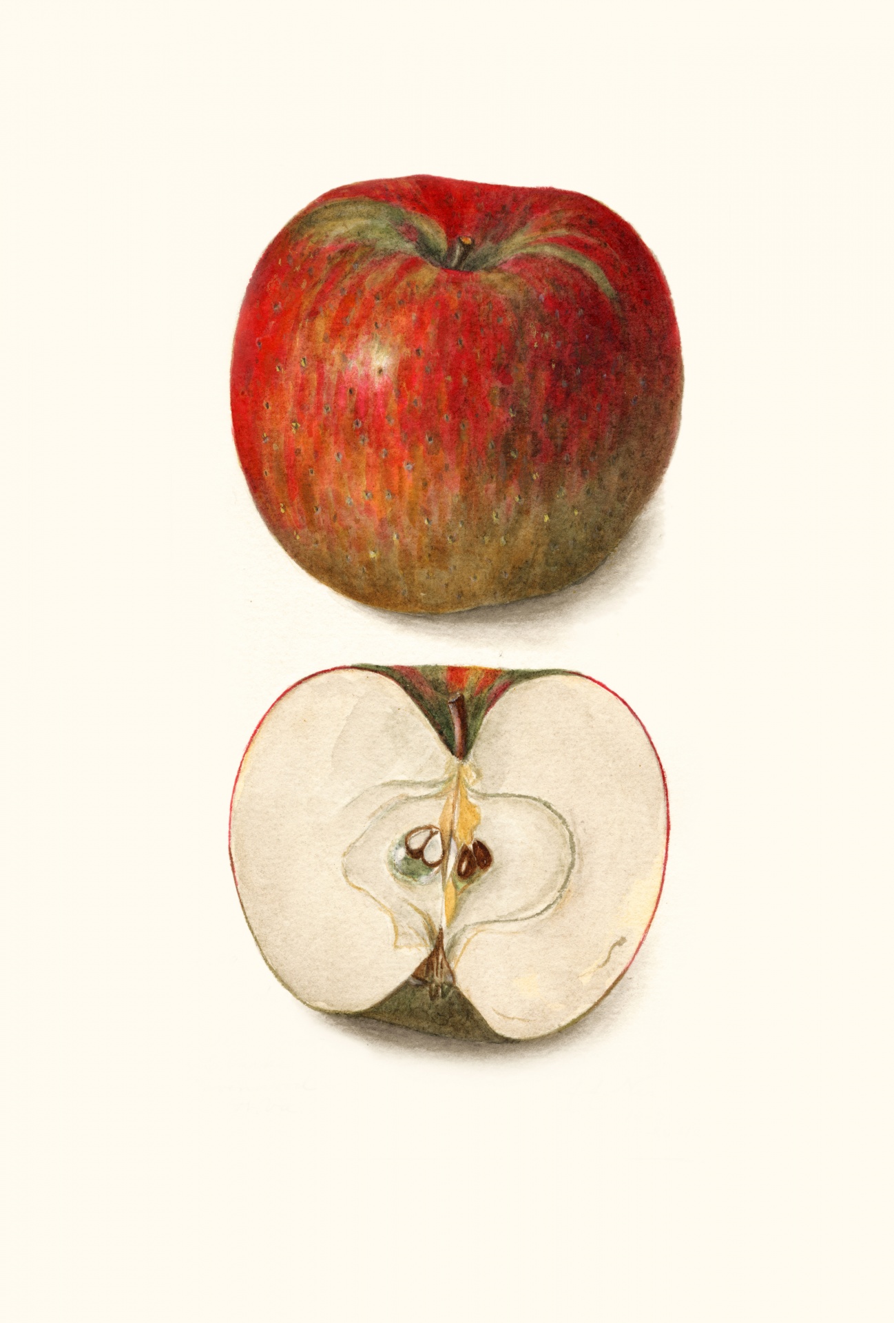 Apple fruit fruit vintage
