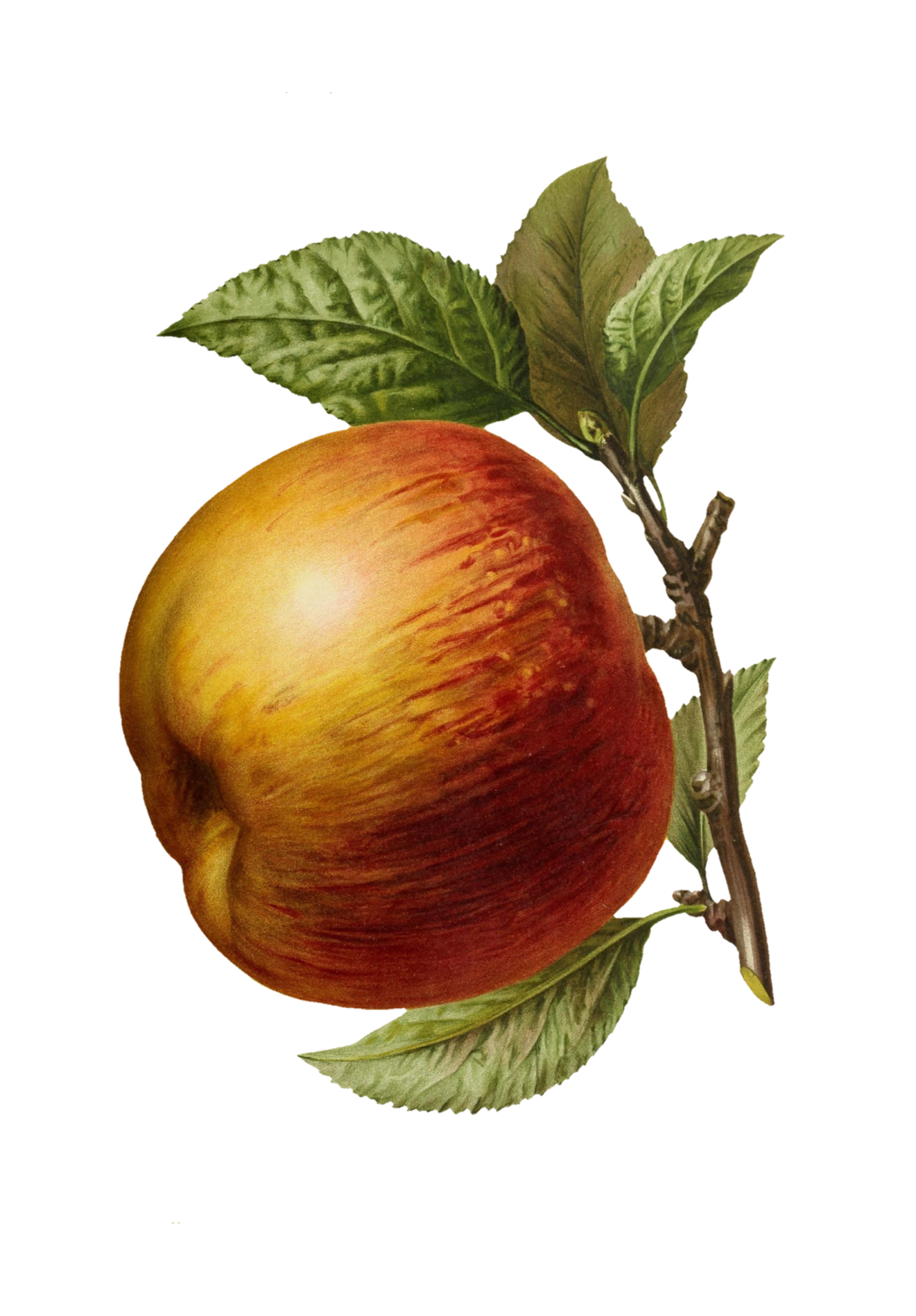 Яблоко фруктовое марочное