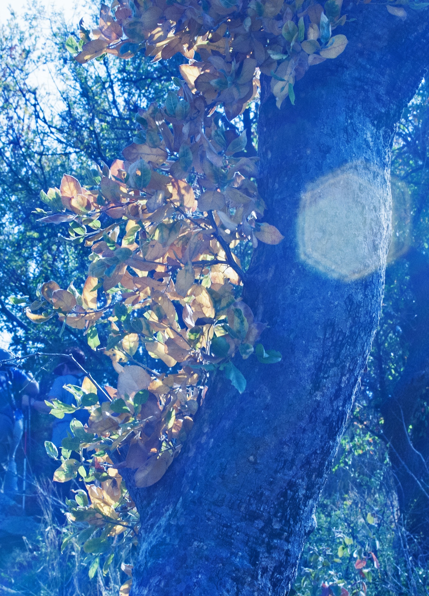 Herfstbladeren op een boom