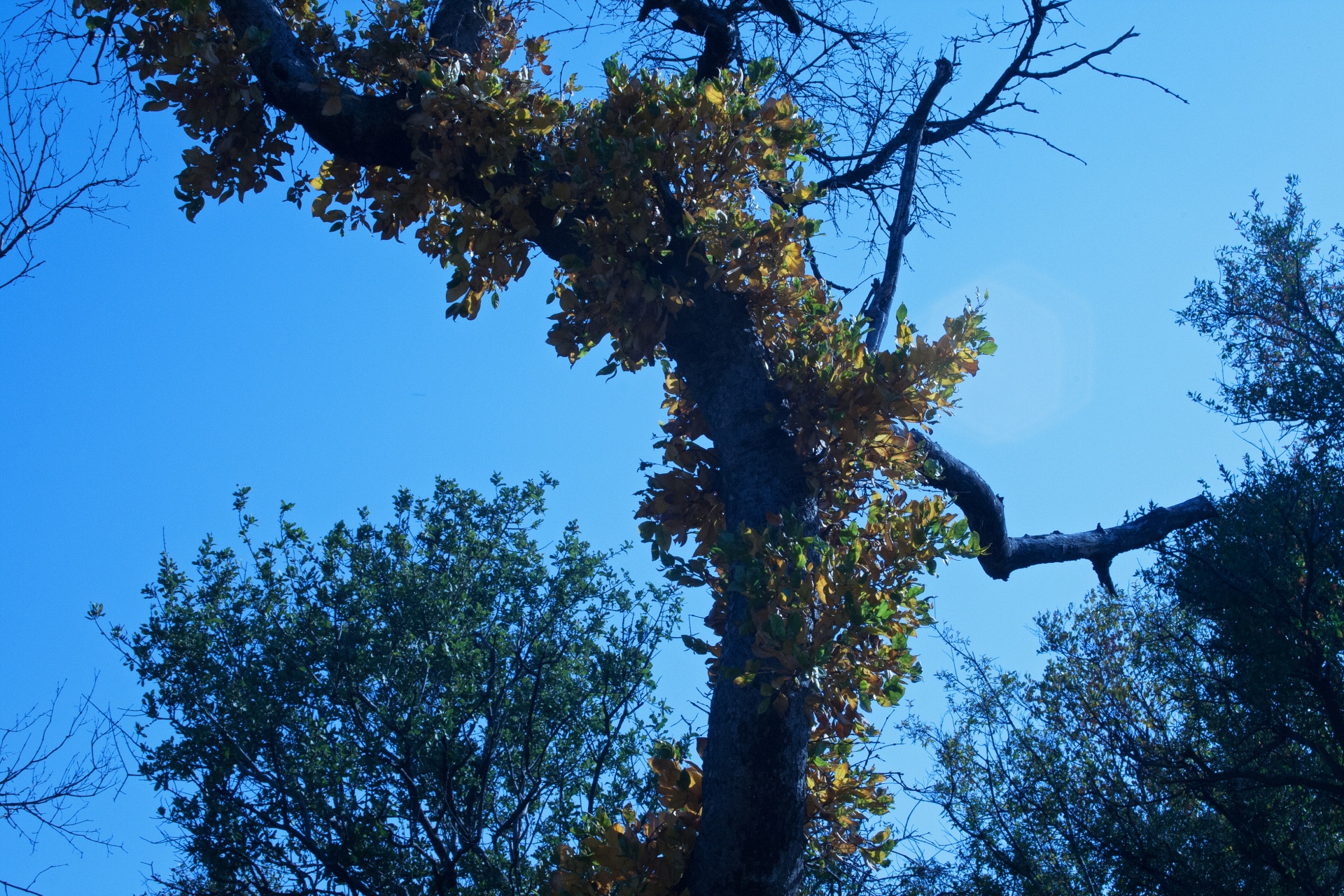 Hojas de otoño en el árbol en el tronco