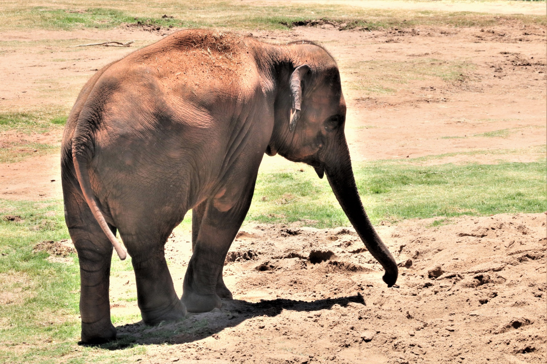 Bebé elefante asiático en arena