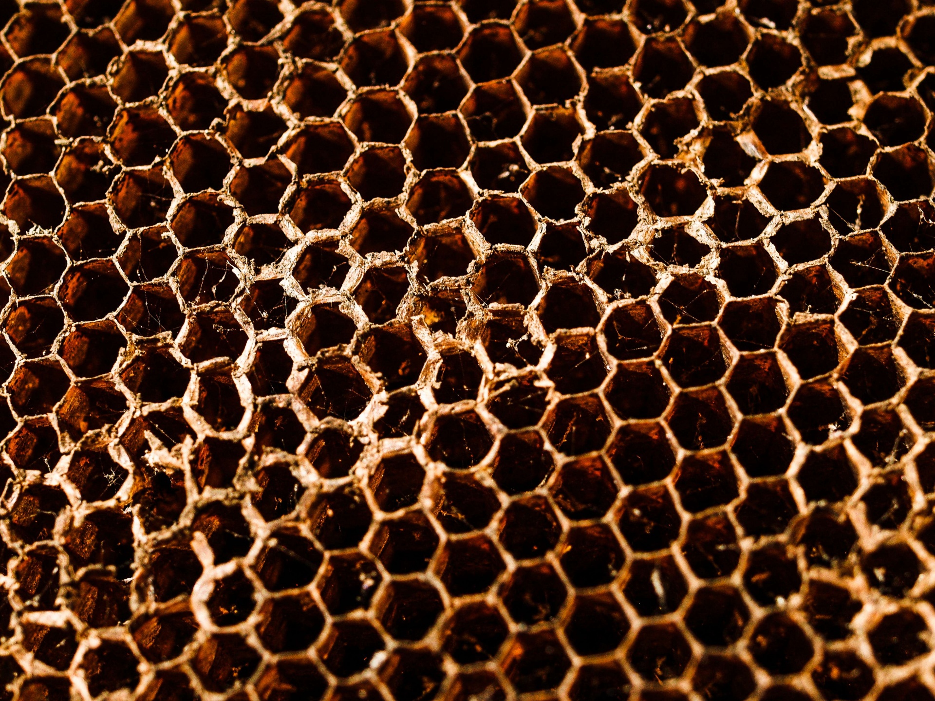 De honingraatachtergrond van de honingbi