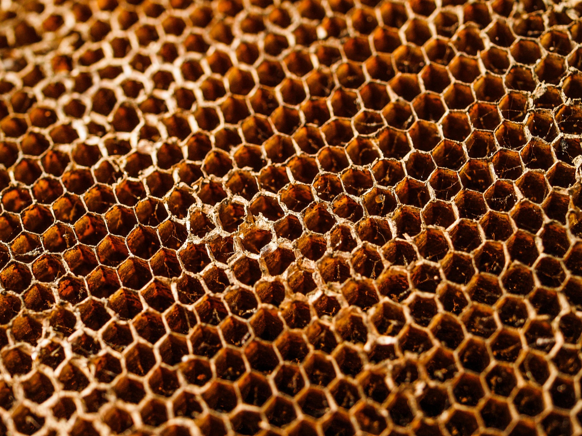 De honingraatachtergrond van de honingbi