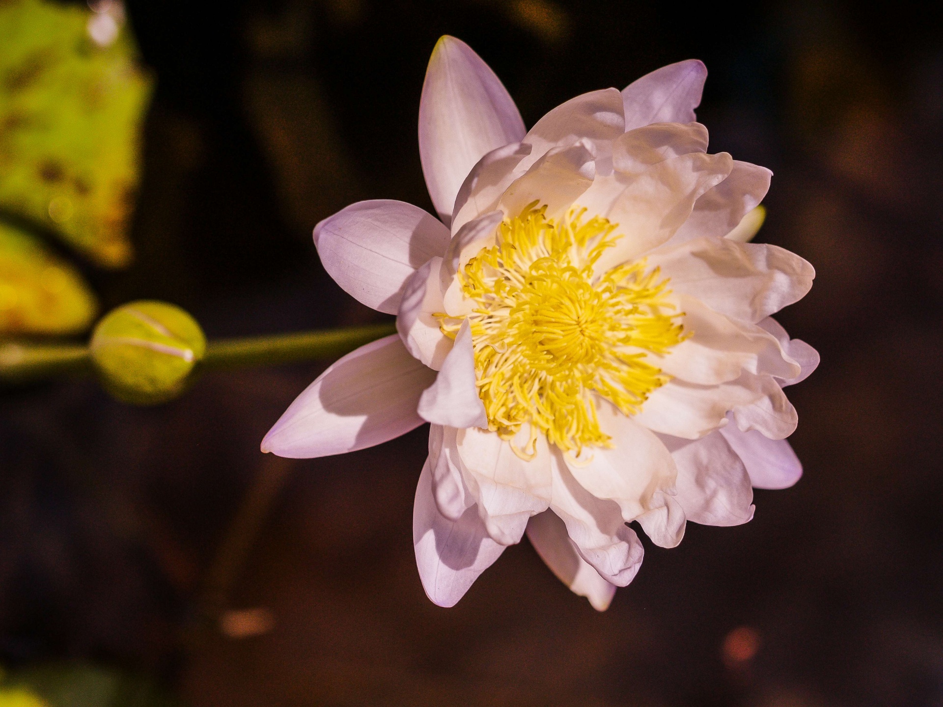 Hermosa flor de loto nenúfar