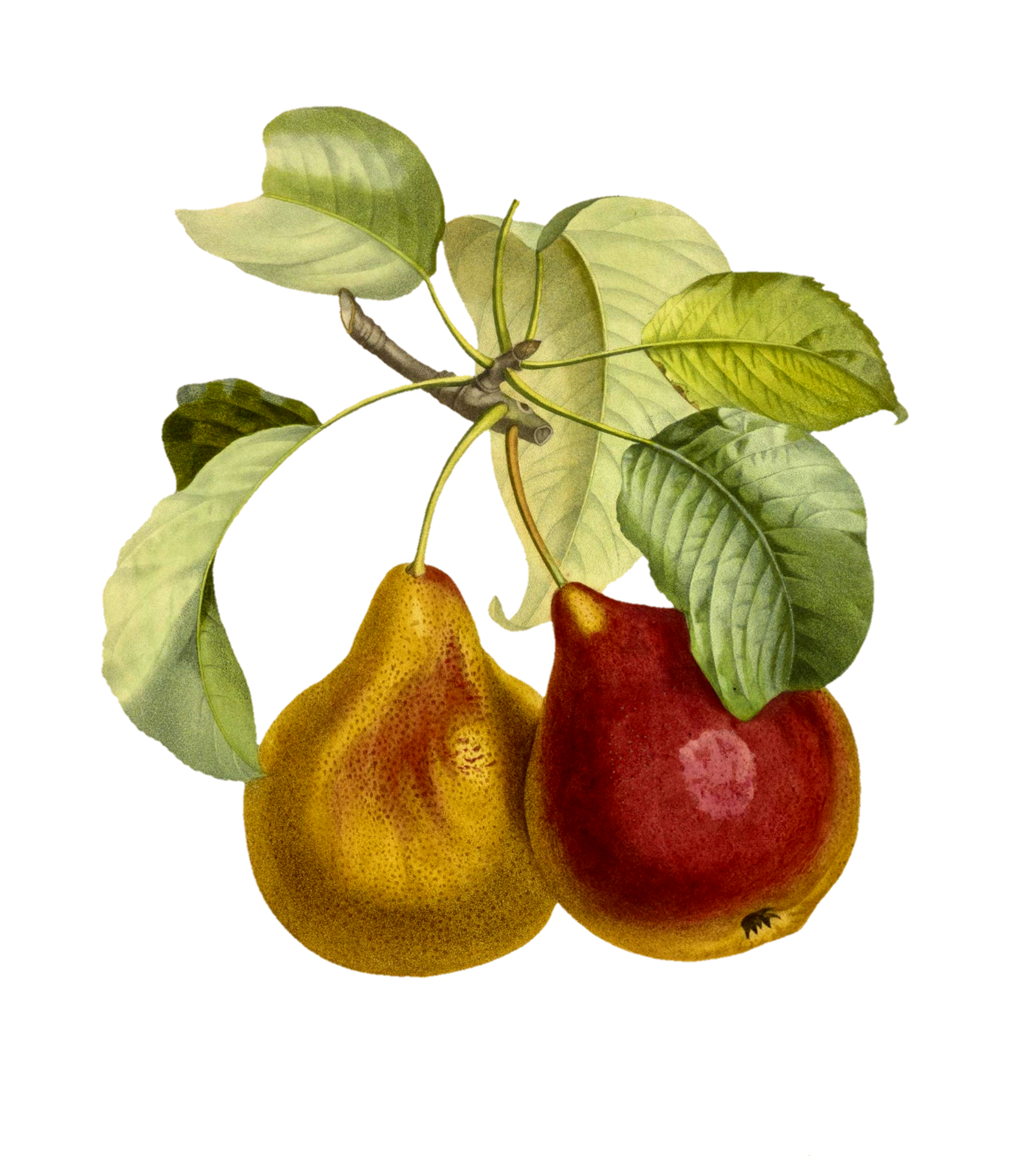 Perenfruit vintage fruit