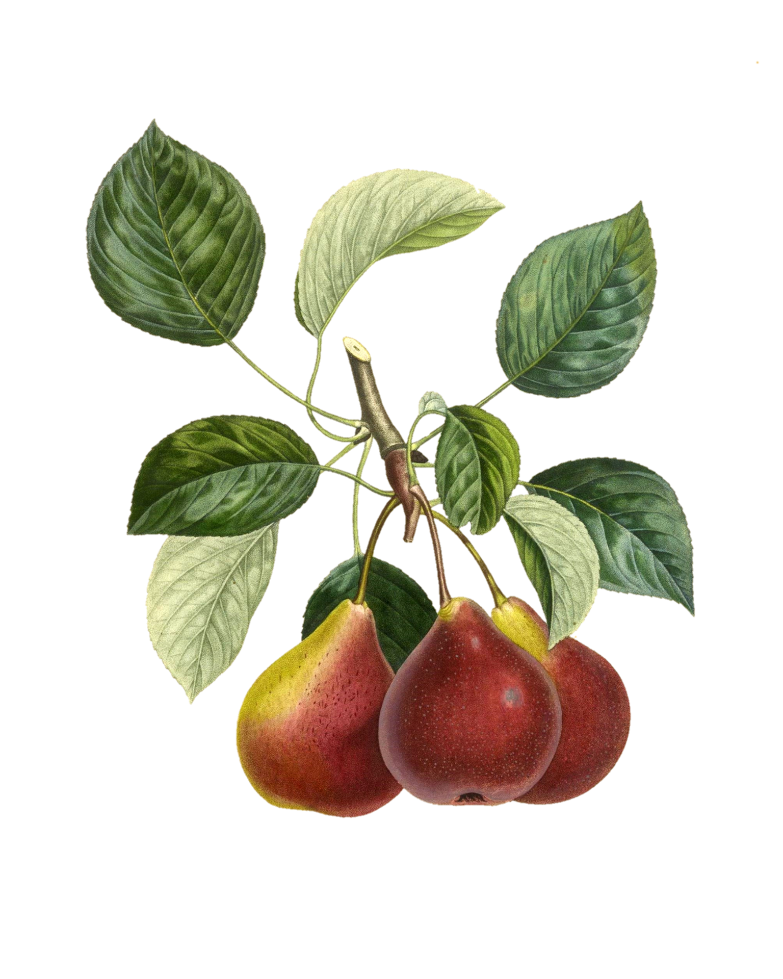 Fruta de pera fruta vintage