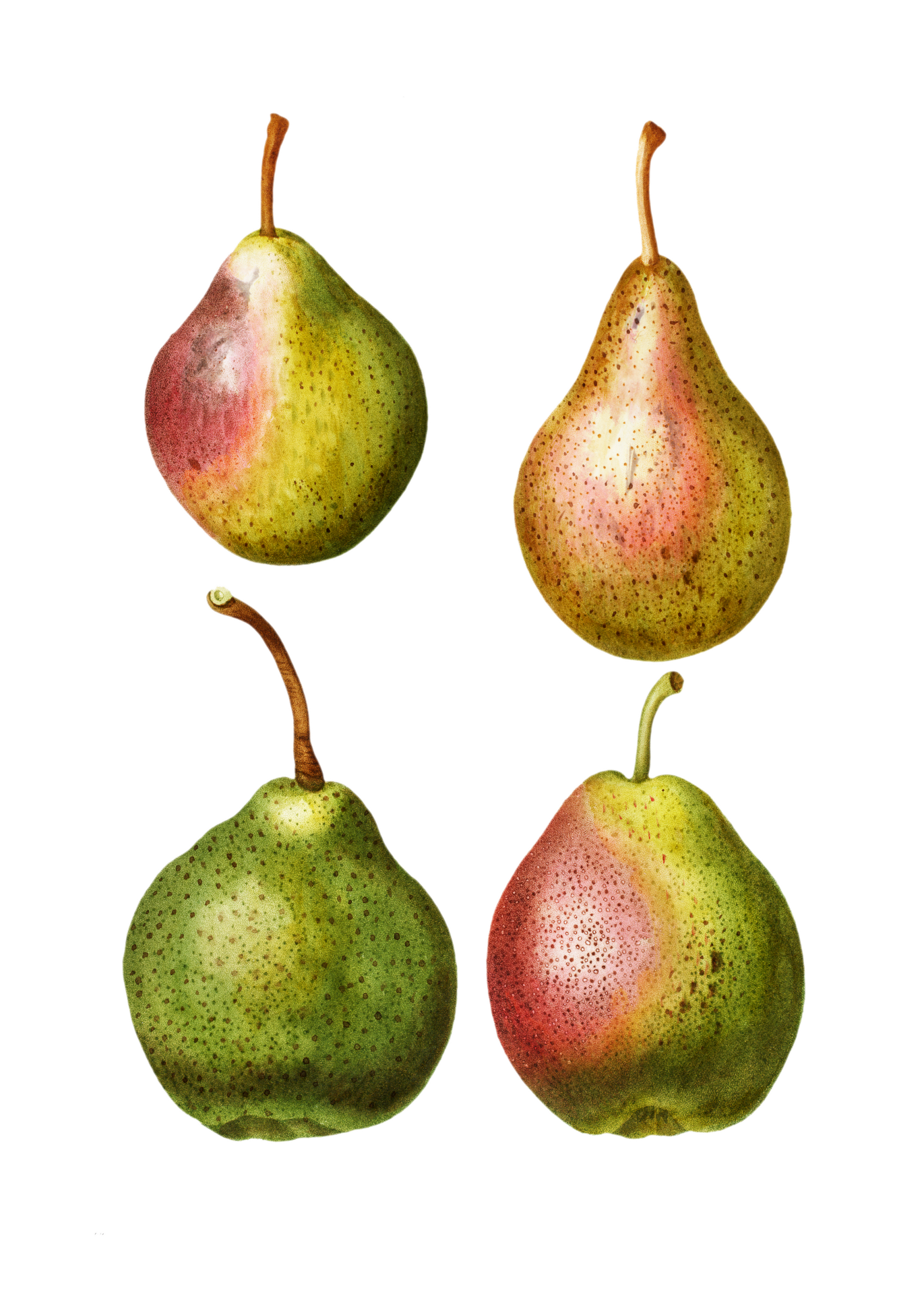 Fruta de pera fruta vintage
