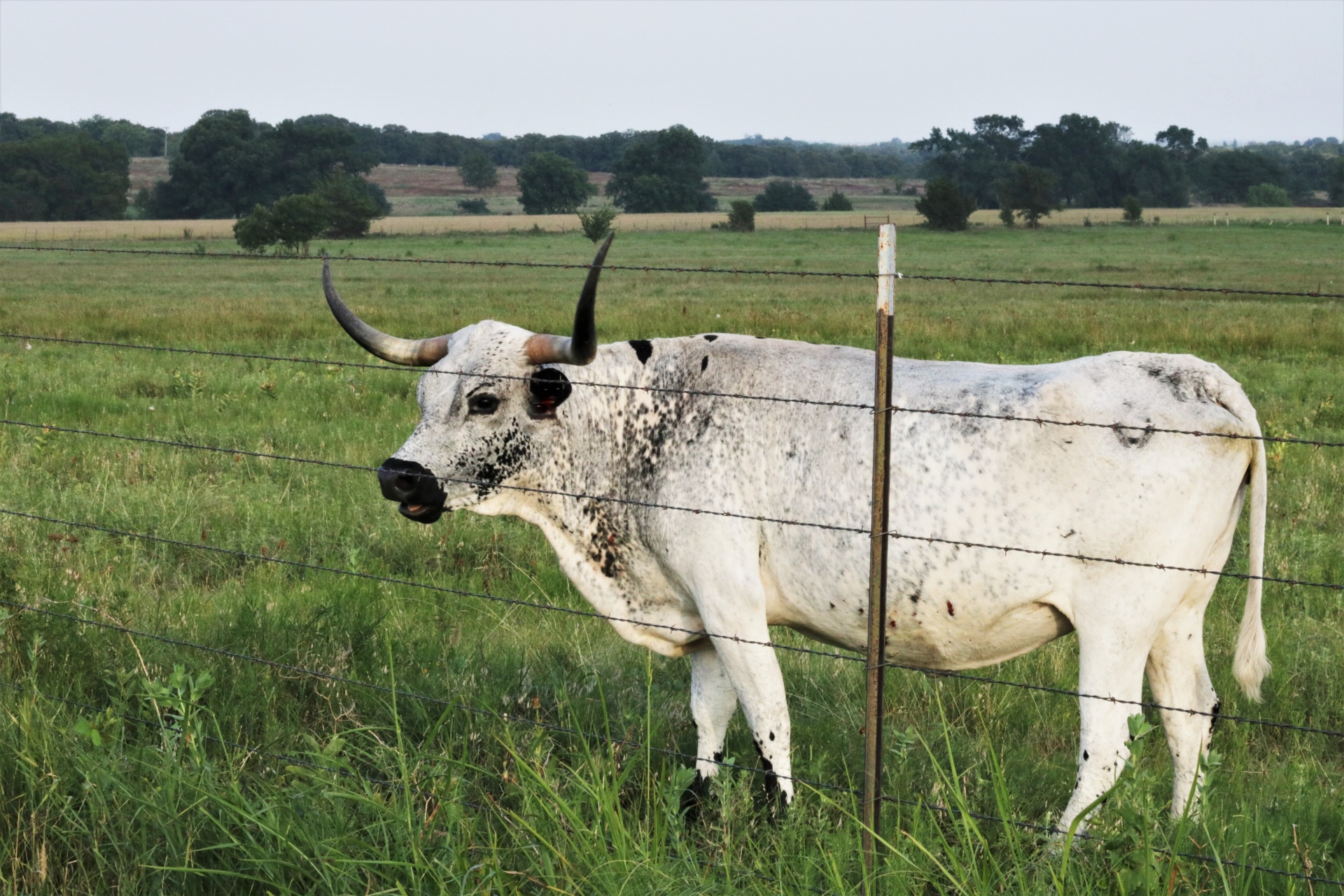 Zwart-wit Texas Longhorn koe