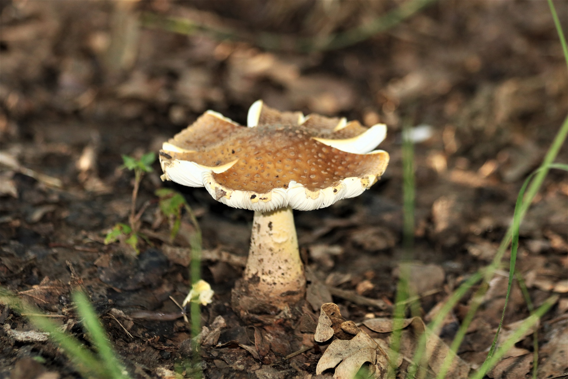 Brown Amanita Mushroom Close-up