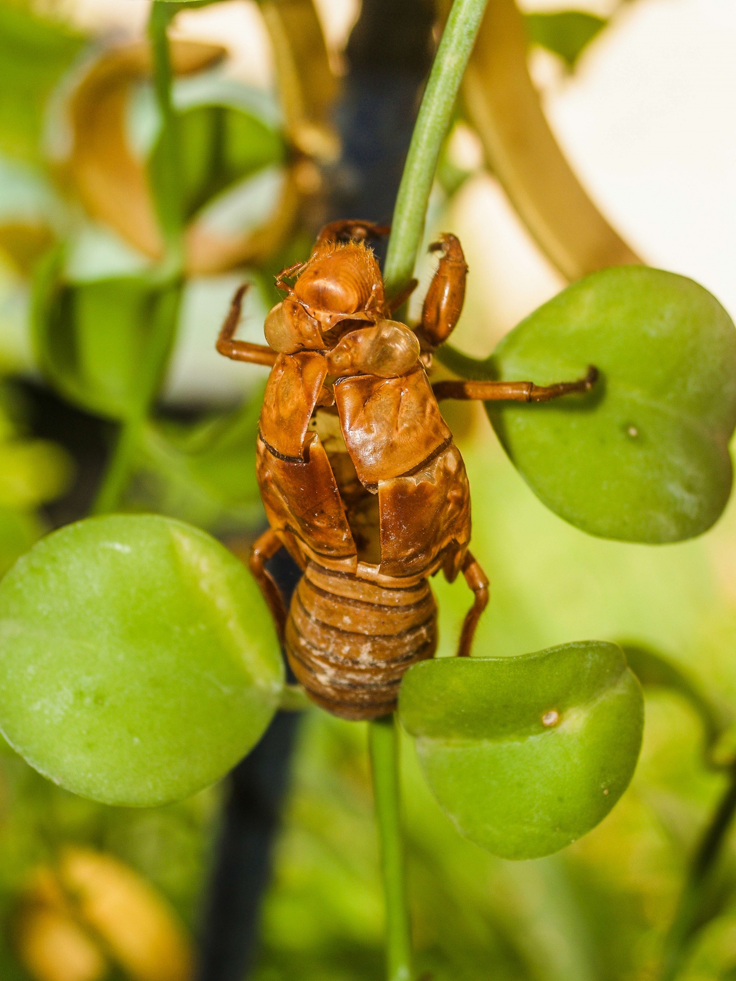 Bruine cicade