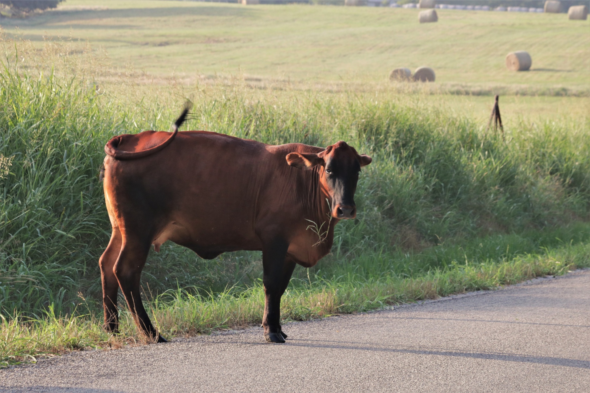 Bruine koe aan de kant van de landweg