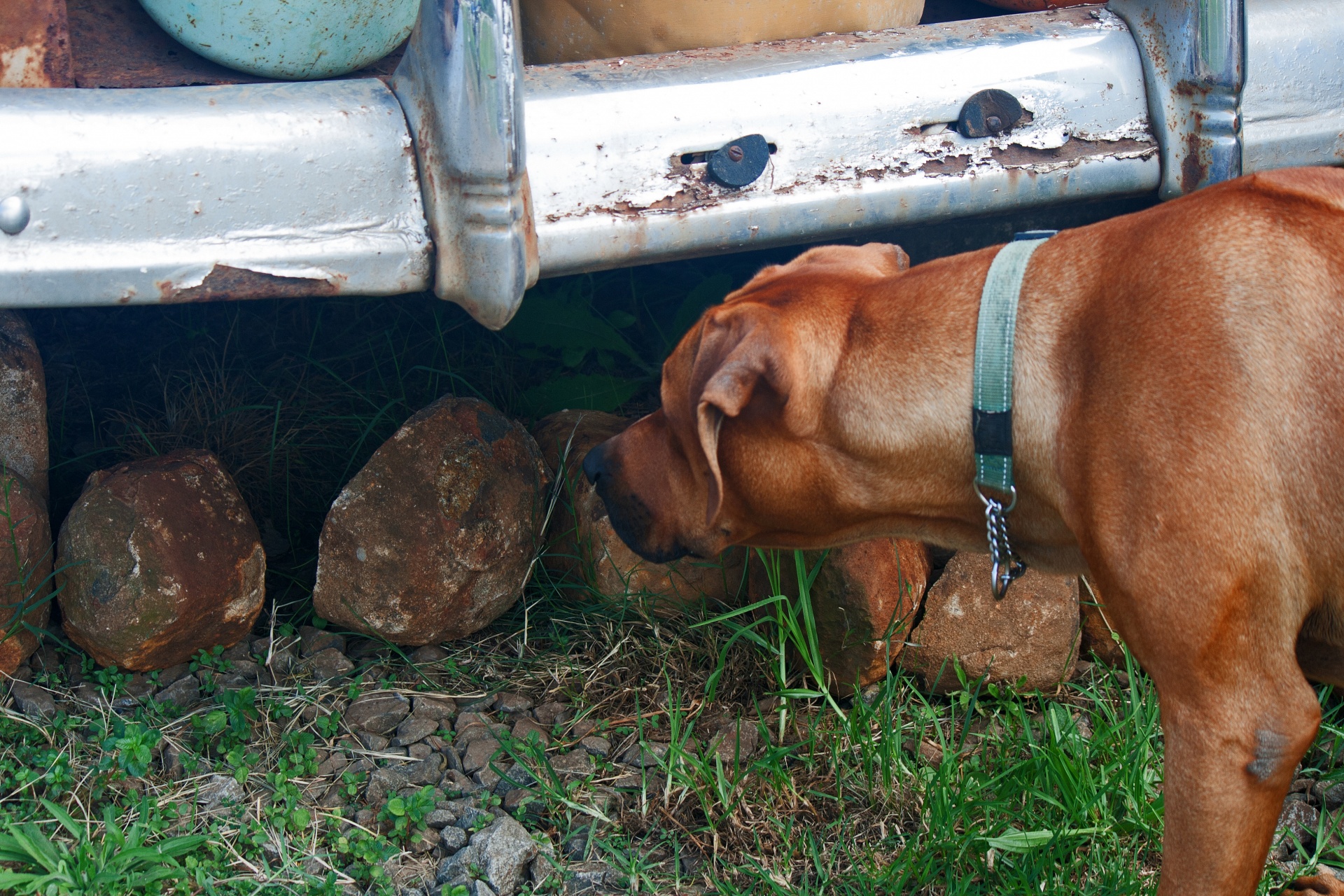 Bruine hond gluren onder oude auto