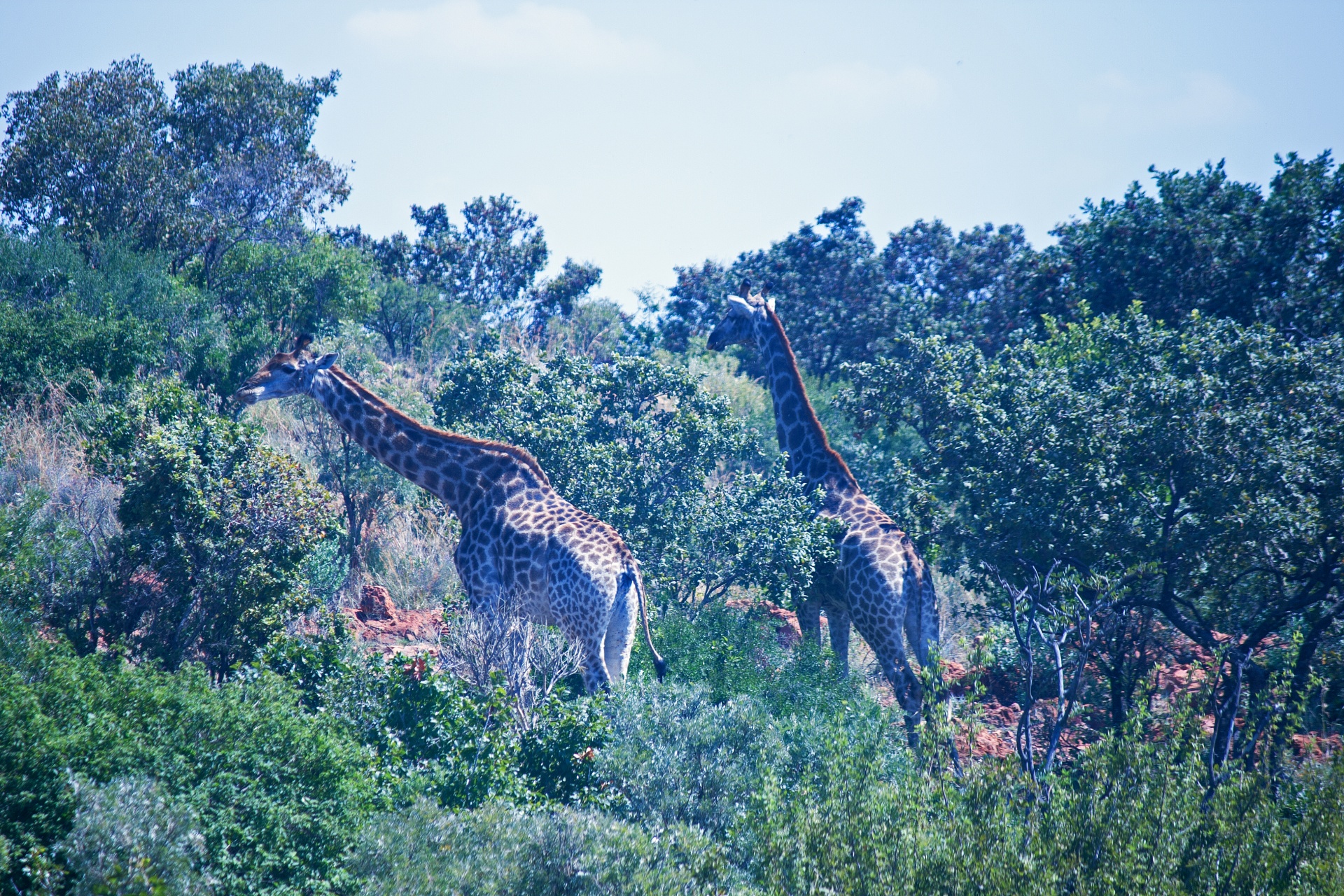 Navegando jirafa en bush africano