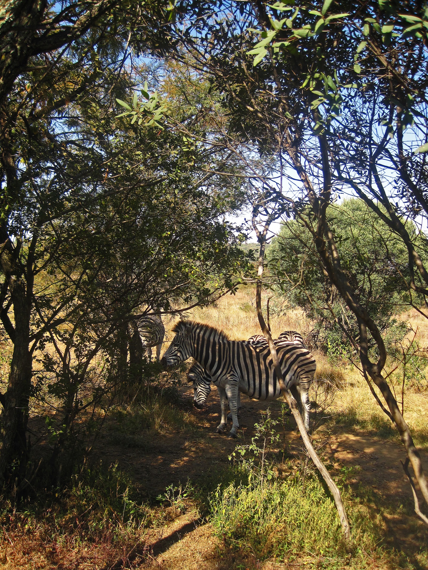 Burchell's Zebra Standing In Shade