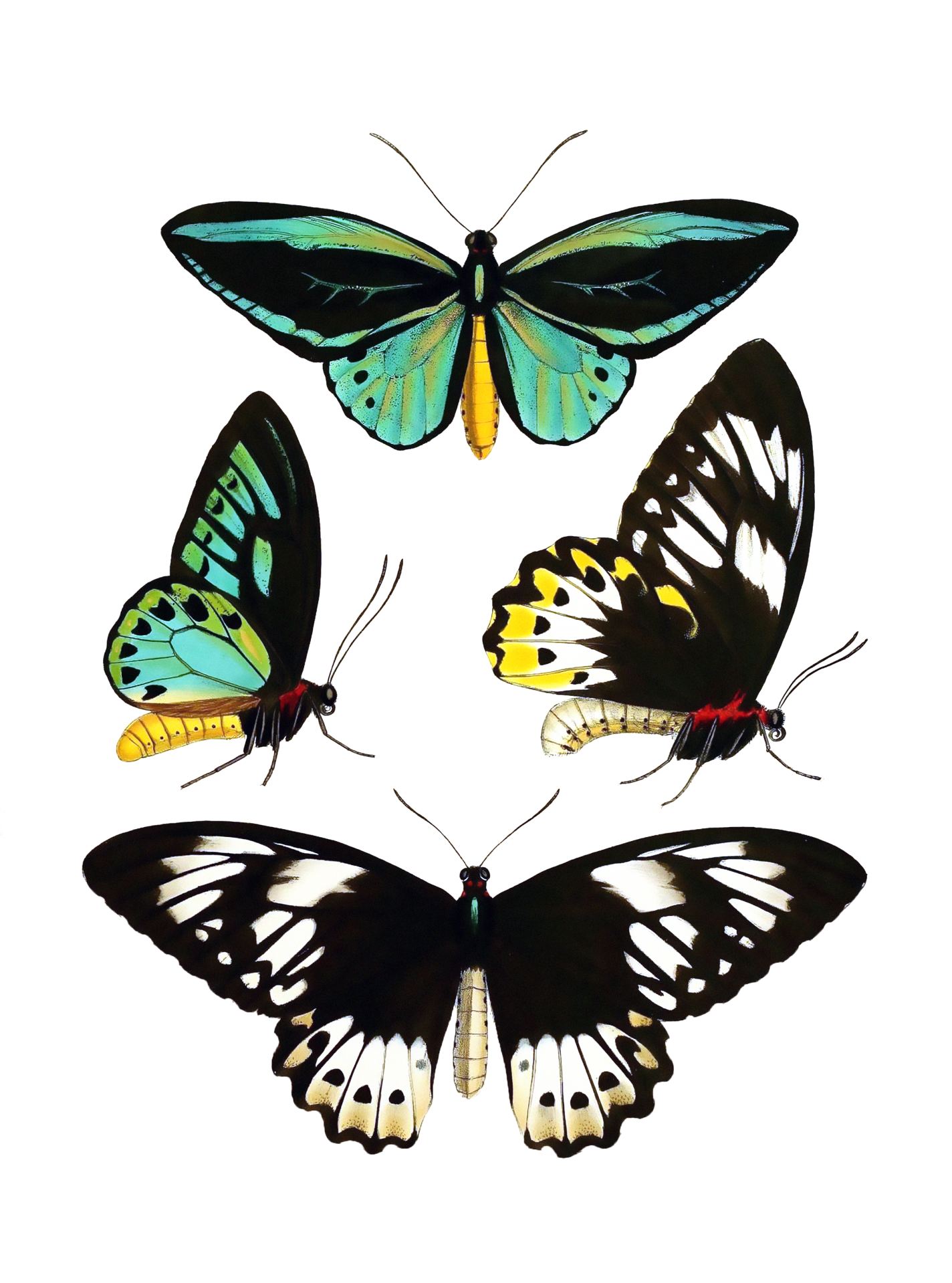 Vlinders Vintage Art