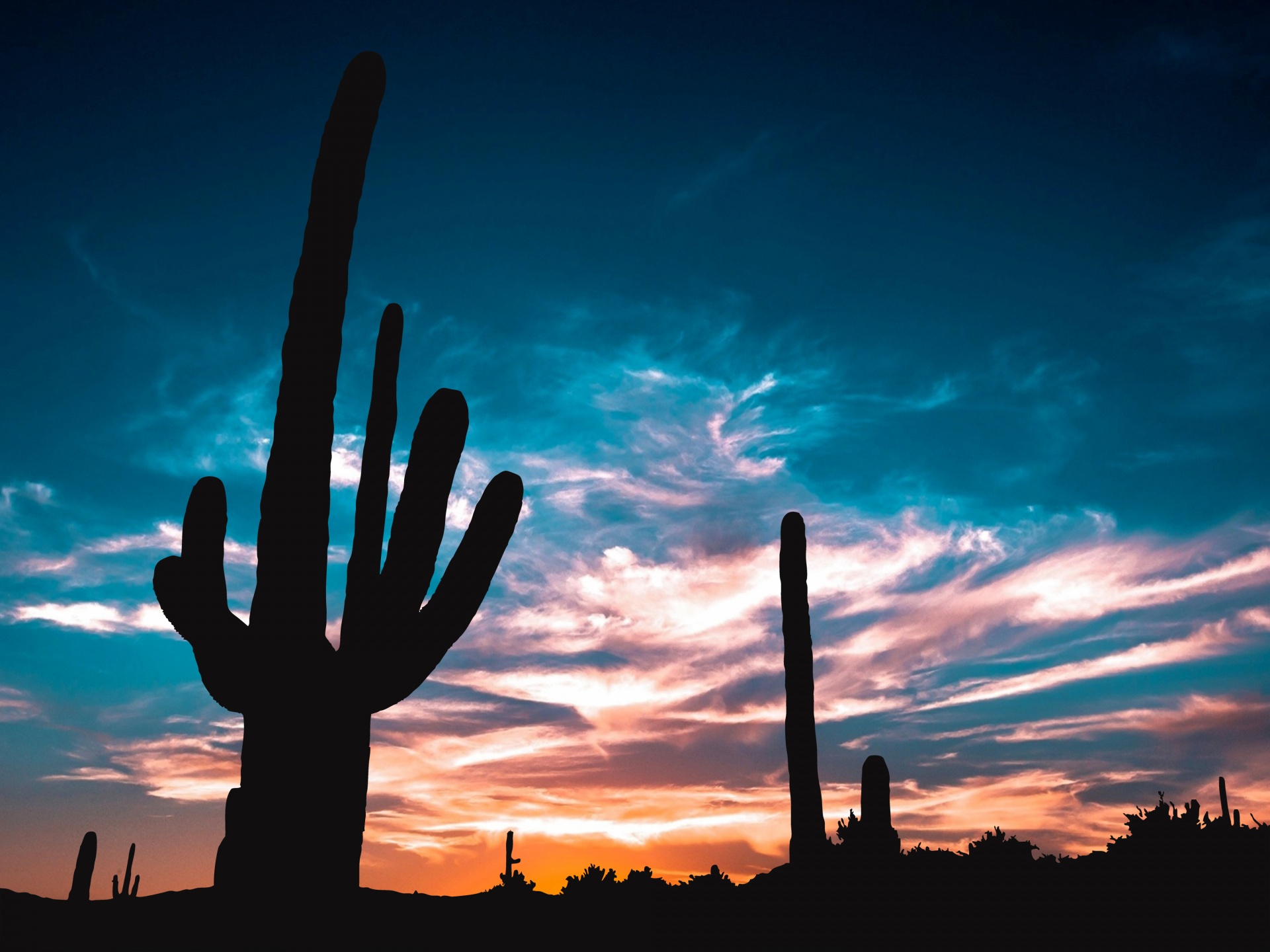 Cactussilhouet bij Zonsondergang