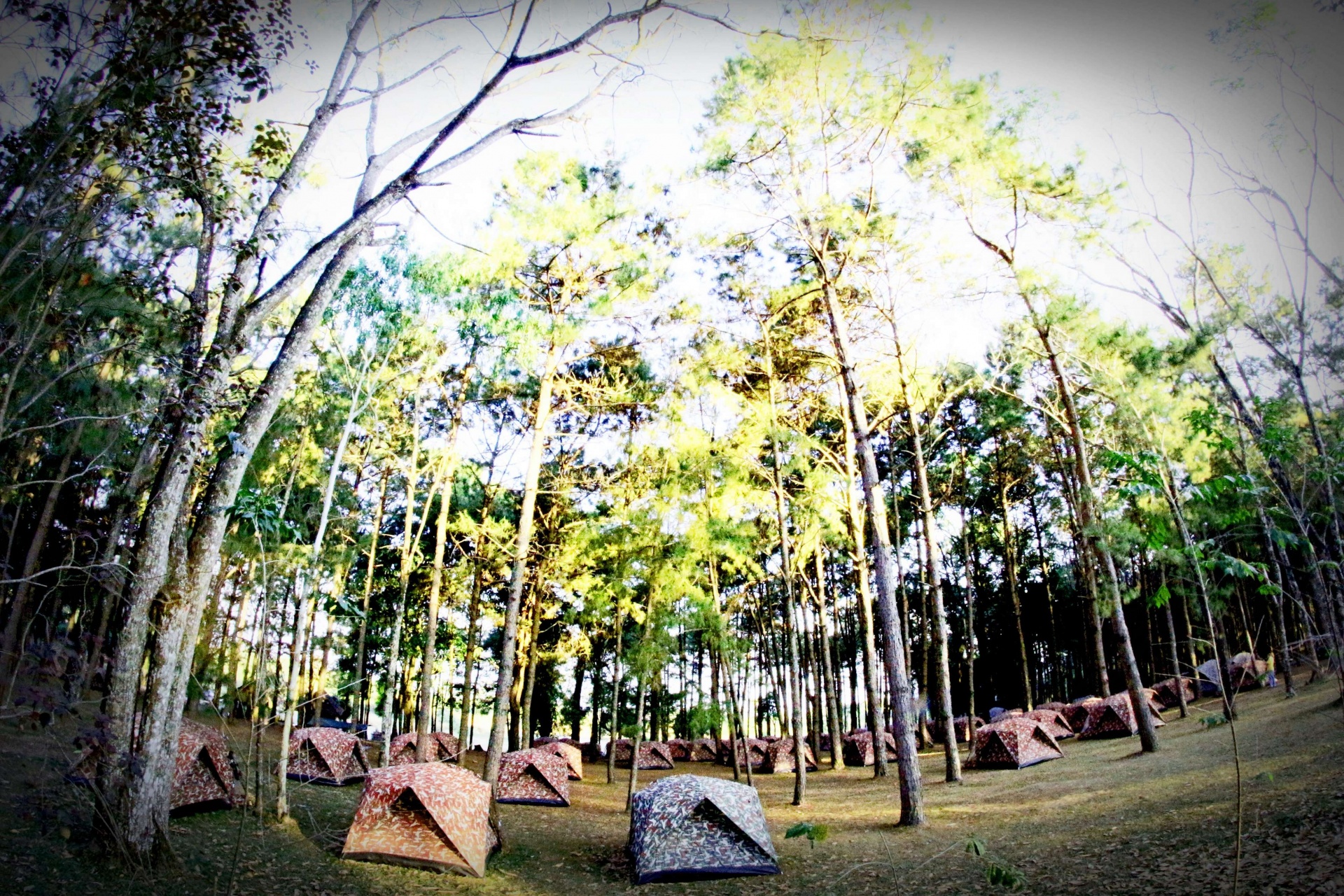 Camping en pino Forrest en Phu Hin Rong