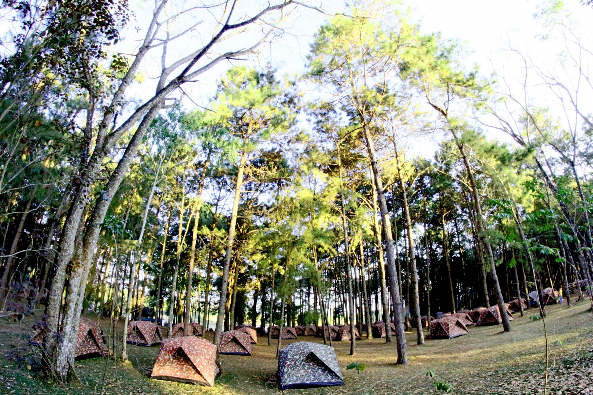 Kamperen in dennenbossen in Phu Hin Rong