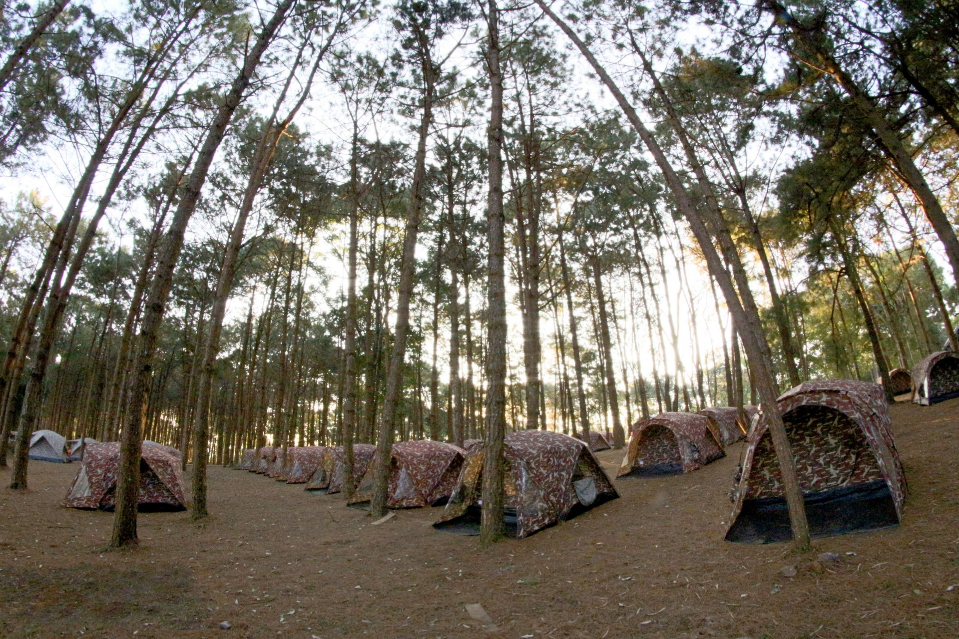 Camping en pino Forrest en Phu Hin Rong